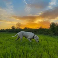 Storm, a female Dogo Argentino for sale in Panama City Beach, FL – Photo 8 of 10