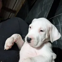 Storm, a female Dogo Argentino for sale in Panama City Beach, FL – Photo 4 of 10