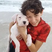 Storm, a female Dogo Argentino for sale in Panama City Beach, FL – Photo 1 of 10