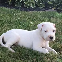 Storm, a female Dogo Argentino for sale in Panama City Beach, FL – Photo 5 of 10