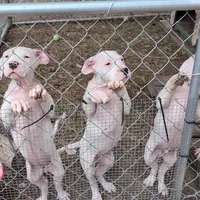 Storm, a female Dogo Argentino for sale in Panama City Beach, FL – Photo 6 of 10