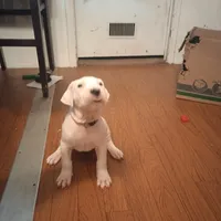 Storm, a female Dogo Argentino for sale in Panama City Beach, FL – Photo 3 of 10