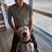 T-Rex, a male Dogo Argentino for sale in Panama City Beach, FL – 6 of 10