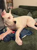 All White Showstopper, a female Dogo Argentino for sale in Panama City Beach, FL – 9 of 10