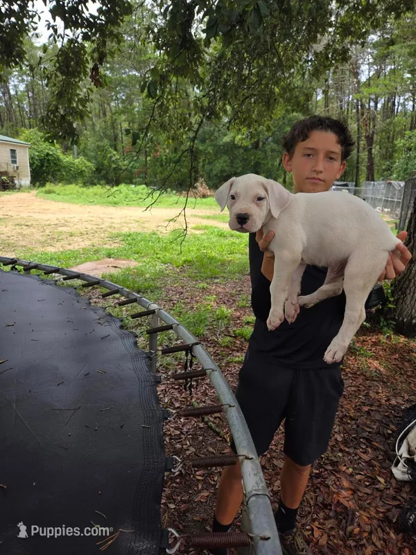 Avalanche  – Dogo Argentino puppy for sale in Panama City Beach, FL