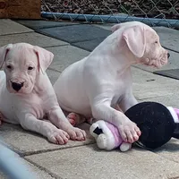 Ultimate Predator, a male Dogo Argentino for sale in Panama City Beach, FL – 8 of 10