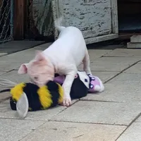 Ultimate Predator, a male Dogo Argentino for sale in Panama City Beach, FL – 7 of 10