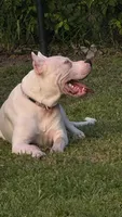 Ultimate Predator, a male Dogo Argentino for sale in Panama City Beach, FL – 4 of 10