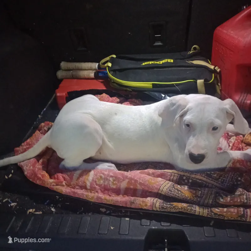 All White Showstopper – Dogo Argentino puppy for sale in Panama City Beach, FL