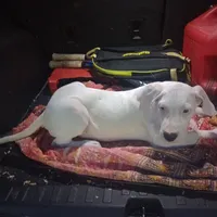 All White Showstopper, a female Dogo Argentino for sale in Panama City Beach, FL – 1 of 10