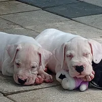 Ultimate Predator, a male Dogo Argentino for sale in Panama City Beach, FL – 6 of 10