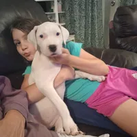 All White Showstopper, a female Dogo Argentino for sale in Panama City Beach, FL – 2 of 10