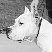 Avalanche , a male Dogo Argentino for sale in Panama City Beach, FL – 7 of 10