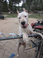 White Widow, a female Dogo Argentino for sale in Panama City Beach, FL – 6 of 10