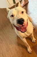 T-Rex, a male Dogo Argentino for sale in Panama City Beach, FL – 4 of 10