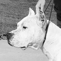 Ventress, a female Dogo Argentino for sale in Panama City Beach, FL – Photo 8 of 8
