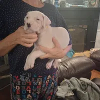 Ventress, a female Dogo Argentino for sale in Panama City Beach, FL – Photo 7 of 8