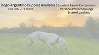 Ventress, a female Dogo Argentino for sale in Panama City Beach, FL – Photo 4 of 8