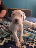 Ventress, a female Dogo Argentino for sale in Panama City Beach, FL – Photo 6 of 8