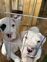 Ventress, a female Dogo Argentino for sale in Panama City Beach, FL – Photo 1 of 8