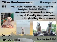 Ventress, a female Dogo Argentino for sale in Panama City Beach, FL – Photo 2 of 8