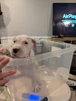 Ventress, a female Dogo Argentino for sale in Panama City Beach, FL – Photo 5 of 8