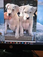 All White Showstopper, a female Dogo Argentino for sale in Panama City Beach, FL – 5 of 10
