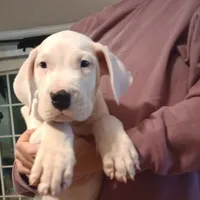 White Avenger, a male Dogo Argentino for sale in Panama City Beach, FL – Photo 9 of 10