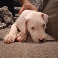 White Avenger, a male Dogo Argentino for sale in Panama City Beach, FL – Photo 8 of 10