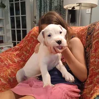 White Avenger, a male Dogo Argentino for sale in Panama City Beach, FL – Photo 3 of 10