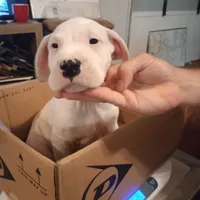 White Avenger, a male Dogo Argentino for sale in Panama City Beach, FL – Photo 1 of 10