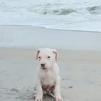White Avenger, a male Dogo Argentino for sale in Panama City Beach, FL – Photo 2 of 10