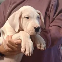 White Avenger, a male Dogo Argentino for sale in Panama City Beach, FL – Photo 10 of 10