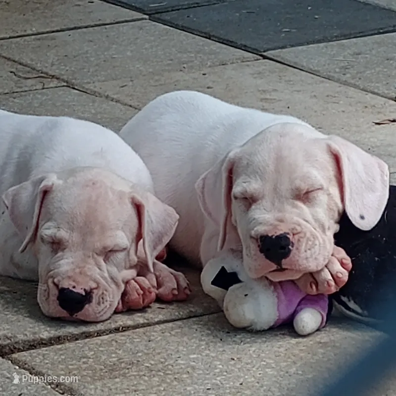 White Widow – Dogo Argentino puppy for sale in Panama City Beach, FL