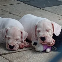 White Widow, a female Dogo Argentino for sale in Panama City Beach, FL – 1 of 10