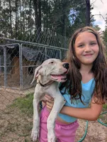 All White Showstopper, a female Dogo Argentino for sale in Panama City Beach, FL – 4 of 10