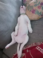 White Sniper, a female Dogo Argentino for sale in Panama City Beach, FL – 4 of 6