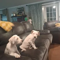 All White Showstopper, a female Dogo Argentino for sale in Panama City Beach, FL – Photo 4 of 10