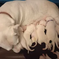 All White Showstopper, a female Dogo Argentino for sale in Panama City Beach, FL – Photo 9 of 10