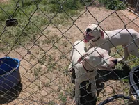 All White Showstopper, a female Dogo Argentino for sale in Panama City Beach, FL – 6 of 10