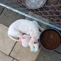 White Widow, a female Dogo Argentino for sale in Panama City Beach, FL – 10 of 10