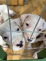 T-Rex, a male Dogo Argentino for sale in Panama City Beach, FL – 5 of 10