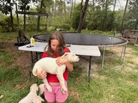 Avalanche , a male Dogo Argentino for sale in Panama City Beach, FL – 4 of 10