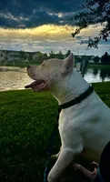 T-Rex, a male Dogo Argentino for sale in Panama City Beach, FL – 2 of 10
