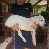 Stone Cold Stunner, a male Dogo Argentino for sale in Panama City Beach, FL – Photo 7 of 10