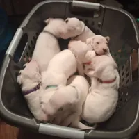 Stone Cold Stunner, a male Dogo Argentino for sale in Panama City Beach, FL – Photo 5 of 10