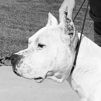Stone Cold Stunner, a male Dogo Argentino for sale in Panama City Beach, FL – Photo 9 of 10