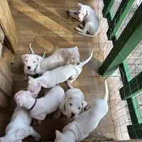 Stone Cold Stunner, a male Dogo Argentino for sale in Panama City Beach, FL – Photo 3 of 10