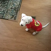 Stone Cold Stunner, a male Dogo Argentino for sale in Panama City Beach, FL – Photo 2 of 10