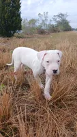 Avalanche , a male Dogo Argentino for sale in Panama City Beach, FL – 4 of 10